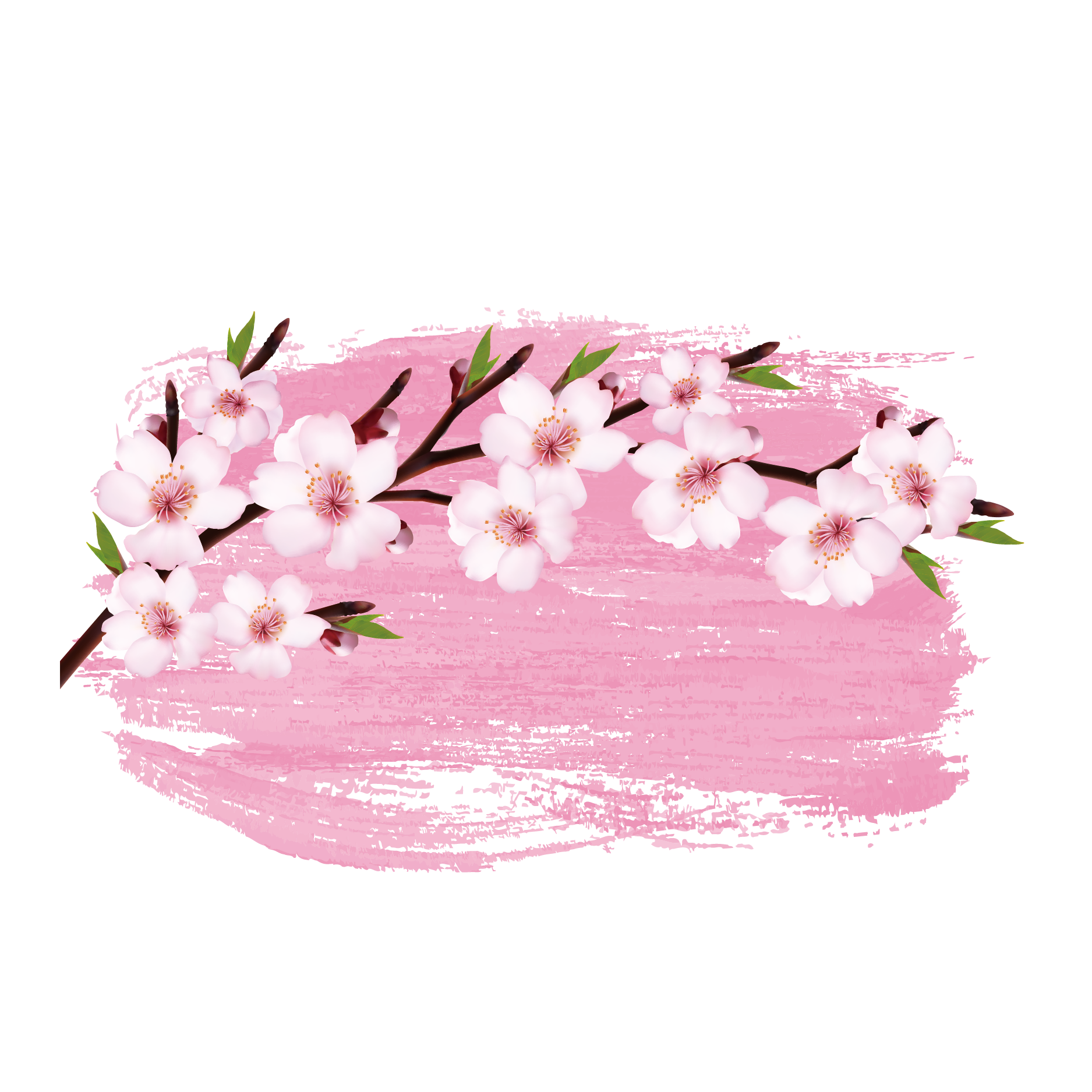 Cherry Blossom Branch Drawing Png / Japanese Cherry Blossom Drawing