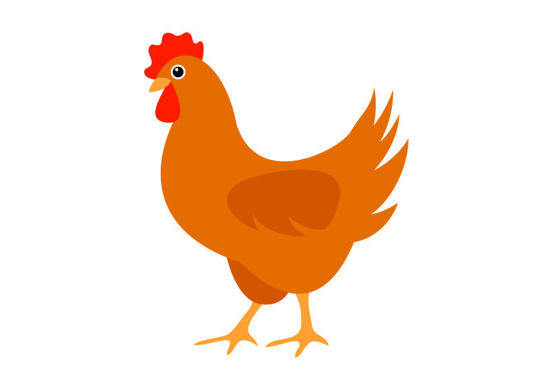 chicken illustration vector free download