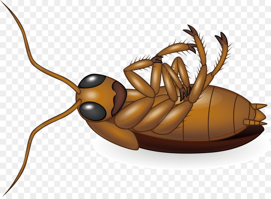 The Best Free Cockroach Vector Images Download From 56 Free Vectors Of Cockroach At Getdrawings 