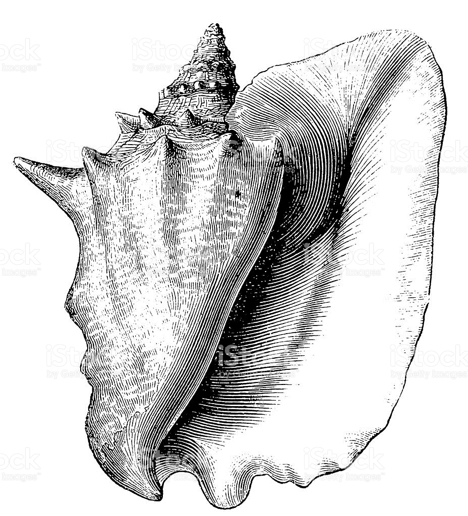 The best free Conch vector images. Download from 36 free vectors of