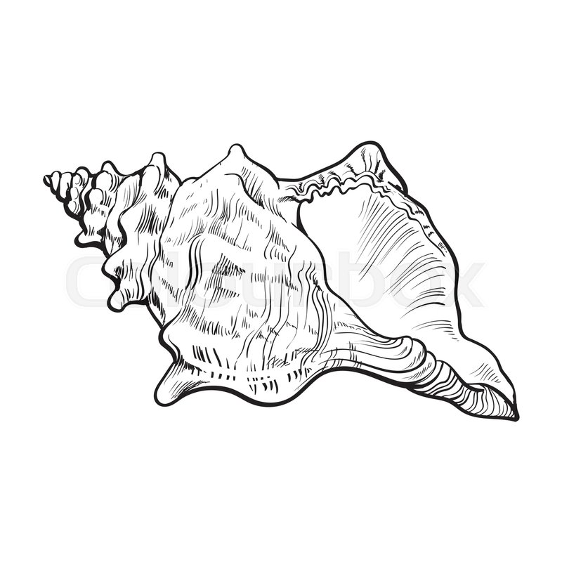 Conch Shell Vector at GetDrawings | Free download