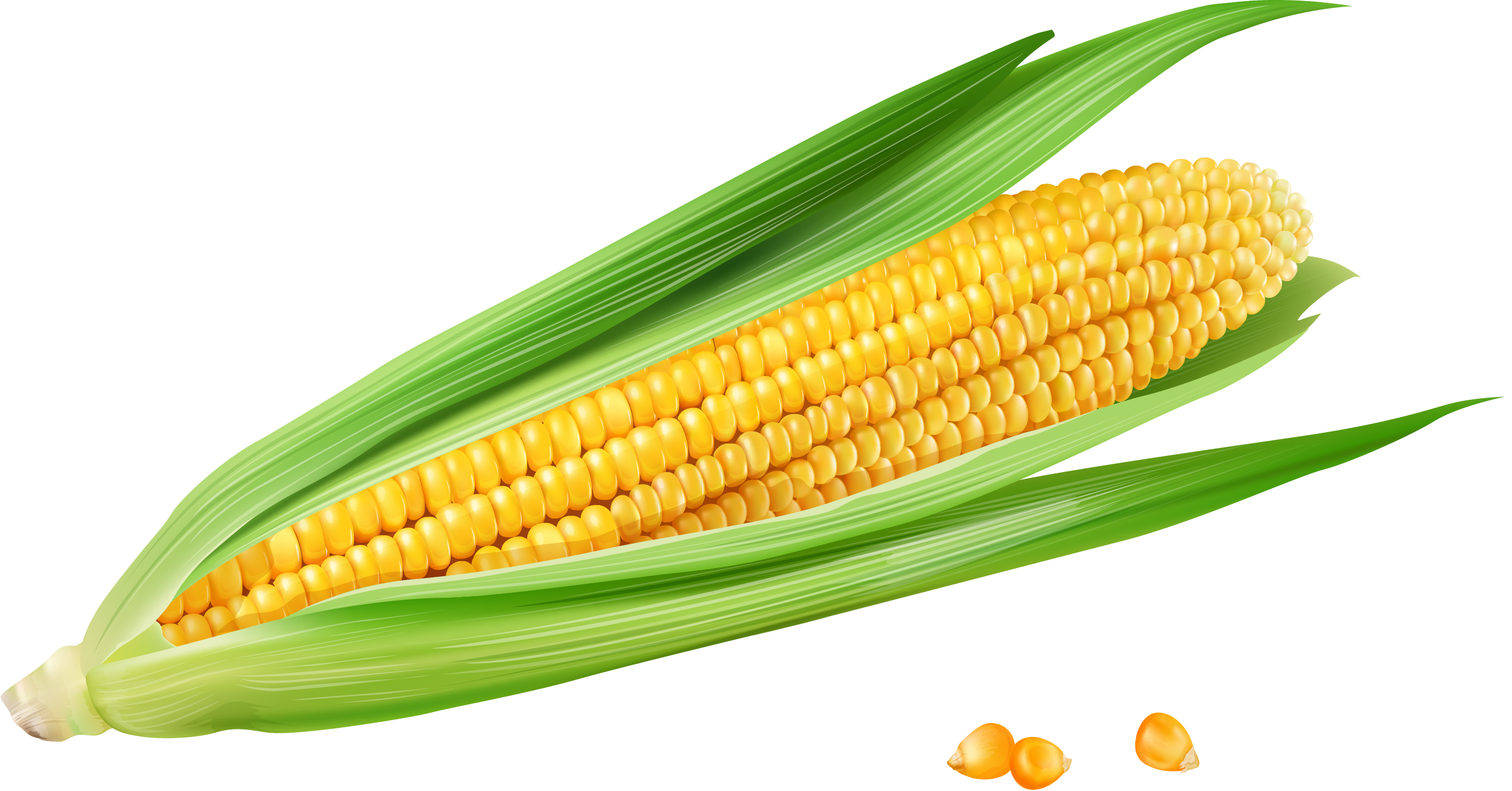 corn-on-the-cob-vector-at-getdrawings-free-download