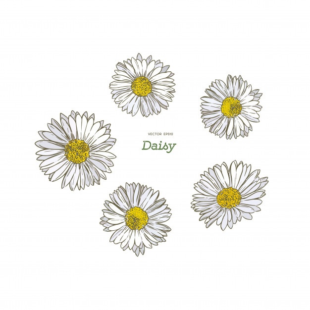 Daisy Vector at GetDrawings | Free download