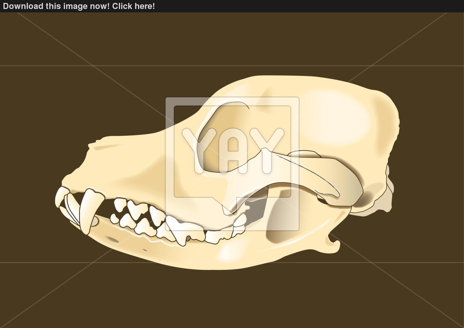 Dog Skull Vector at GetDrawings | Free download