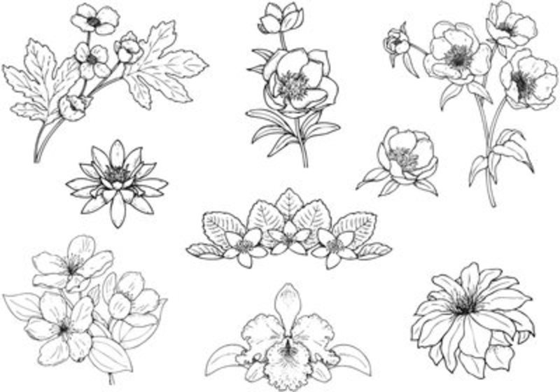 Dogwood Flower Vector at GetDrawings | Free download
