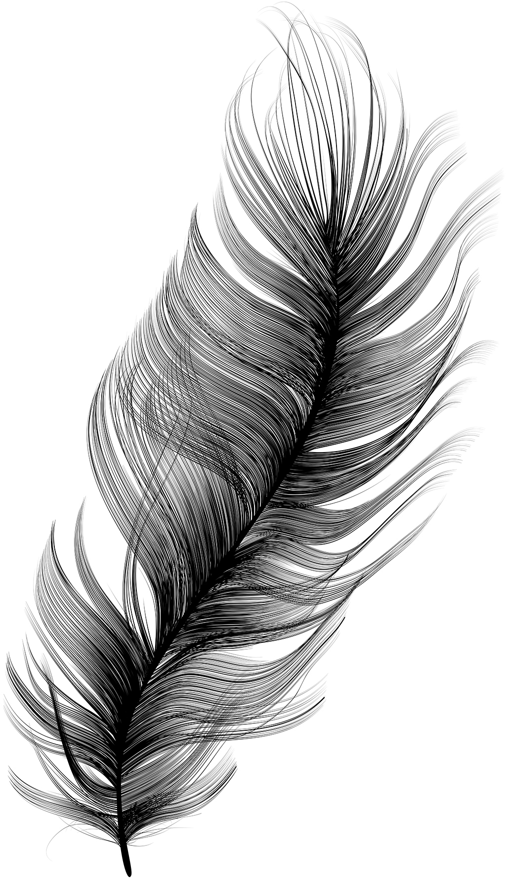 Download Feather Vector at GetDrawings | Free download