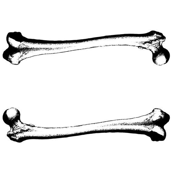 Femur Vector At Getdrawings Free Download