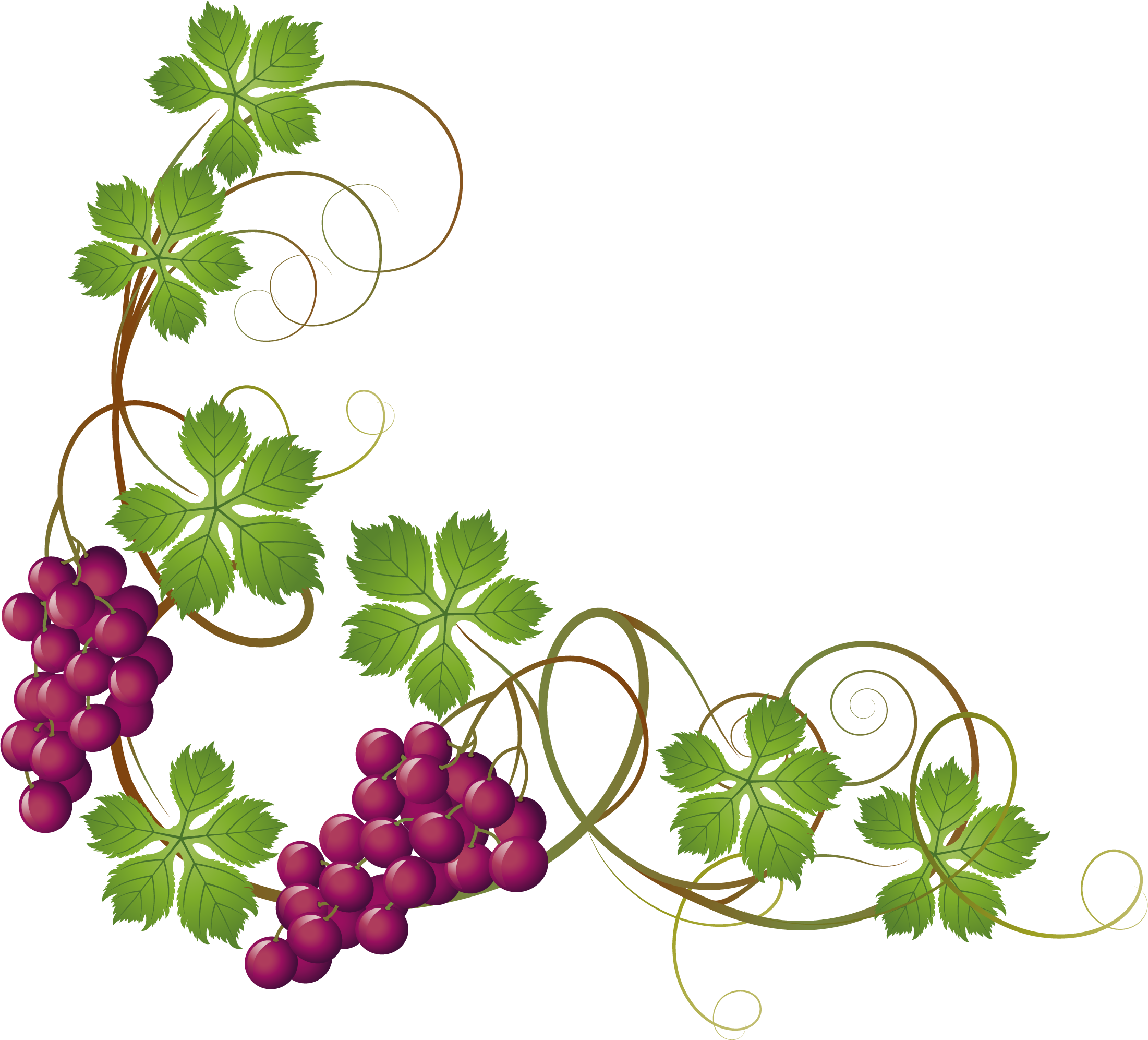 Grape Vine Border Vector at GetDrawings Free download