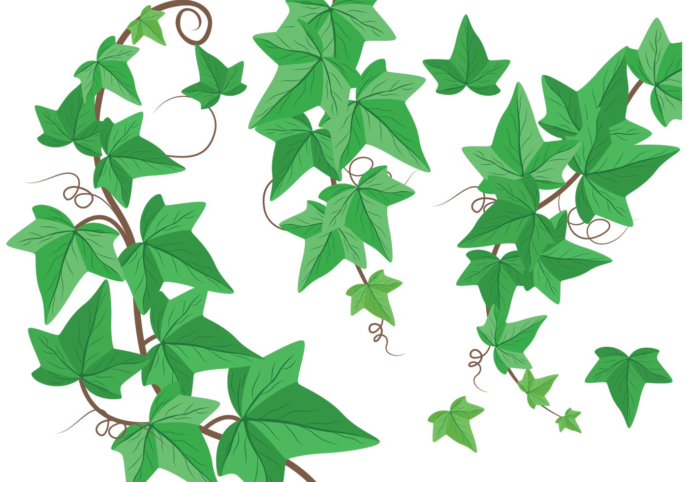Ivy Leaf Vector at GetDrawings Free download