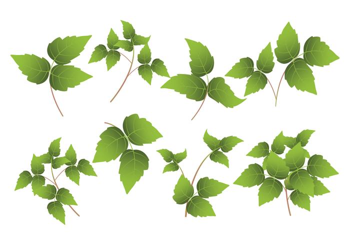 Ivy Leaf Vector at GetDrawings | Free download