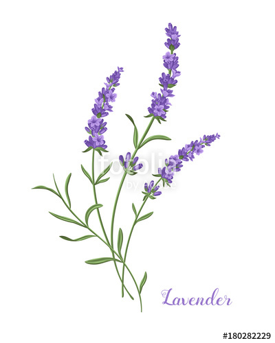 The best free Lavender vector images. Download from 115 free vectors of