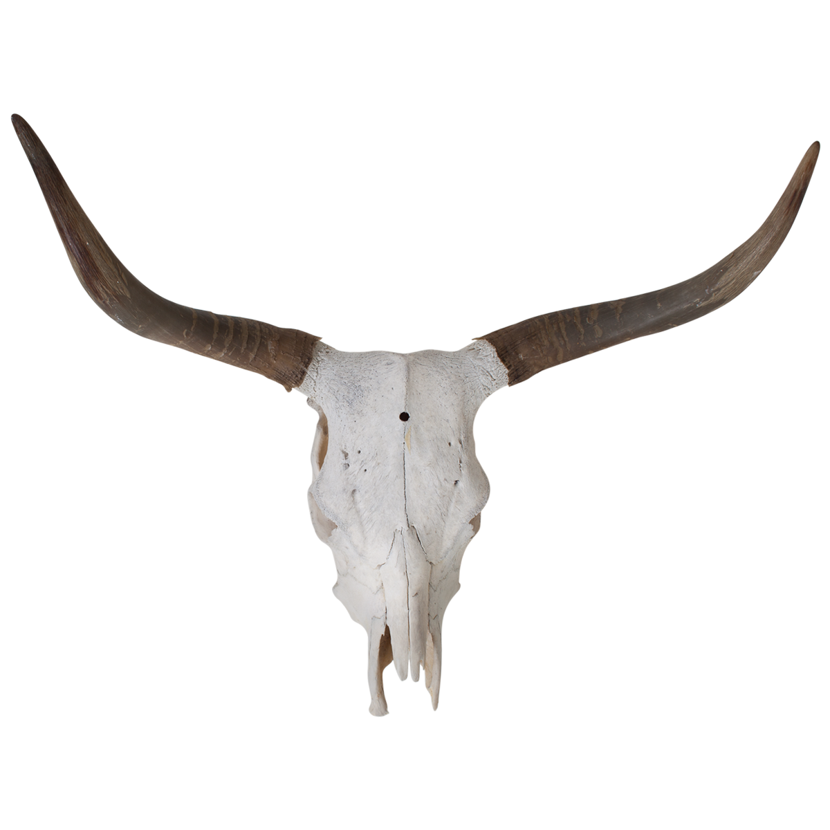 Longhorn Vector at GetDrawings | Free download