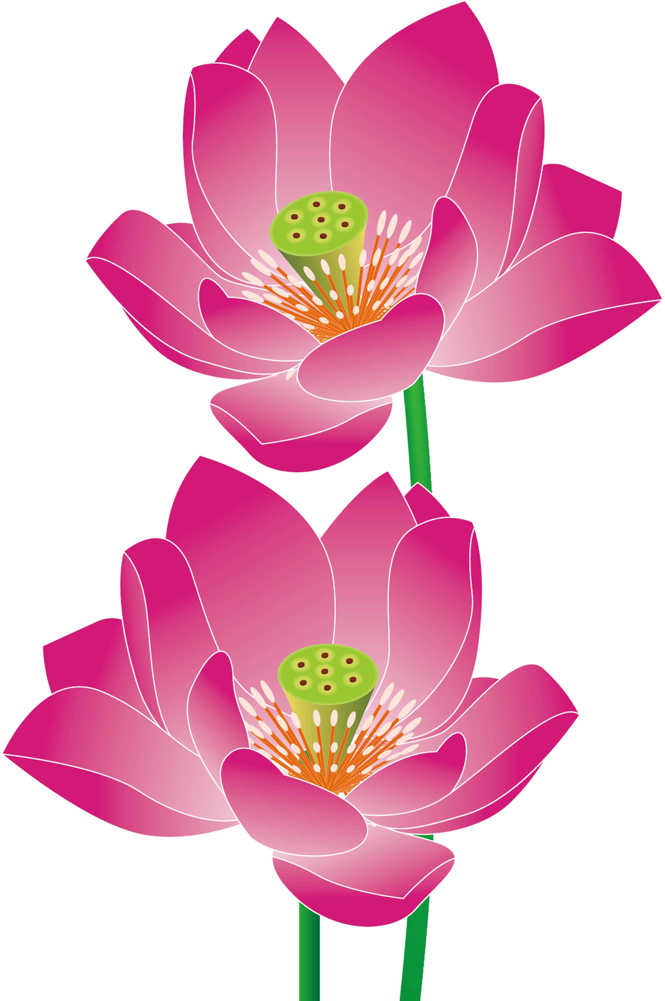 Lotus Flower Vector Free Download at GetDrawings | Free download