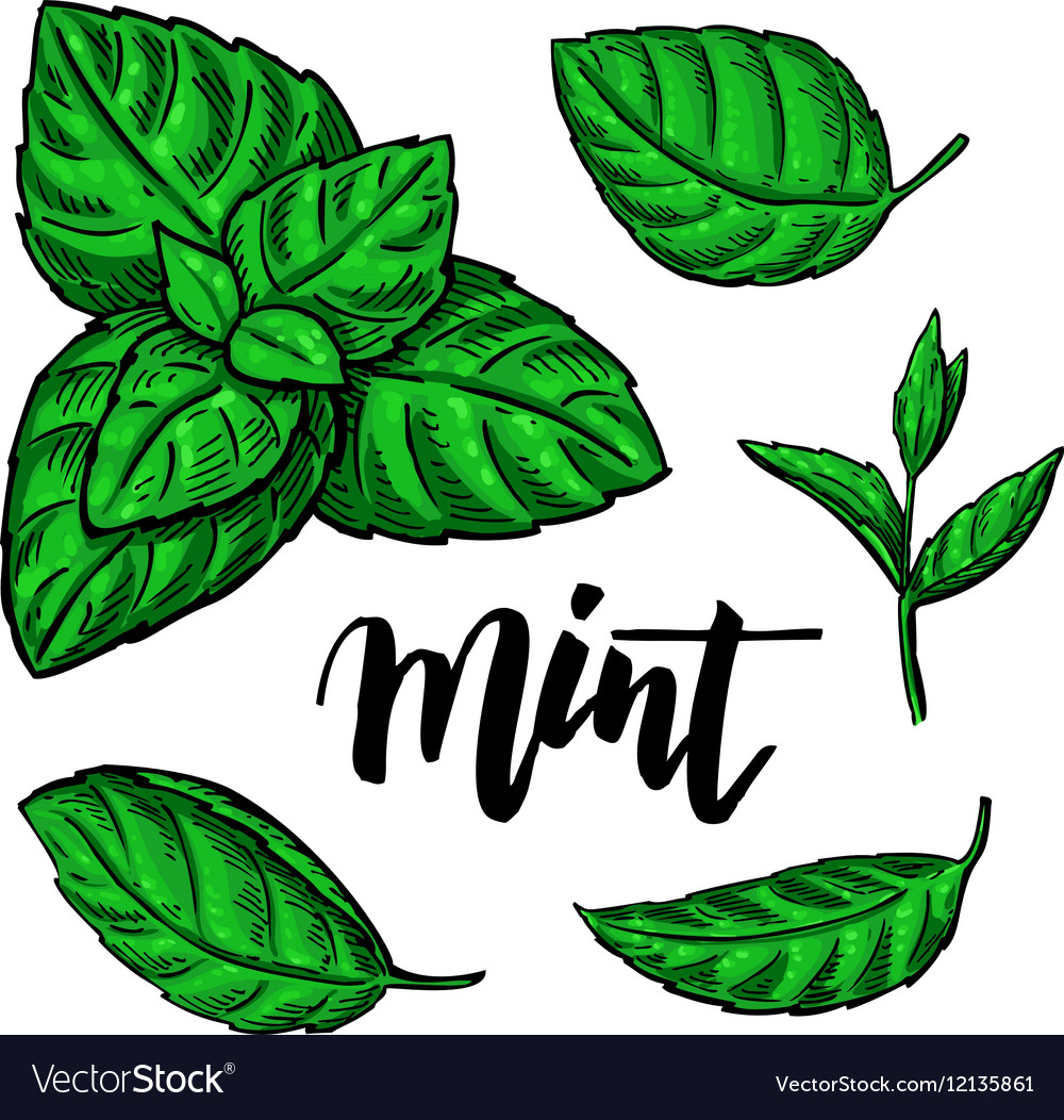 Mint Graphic
