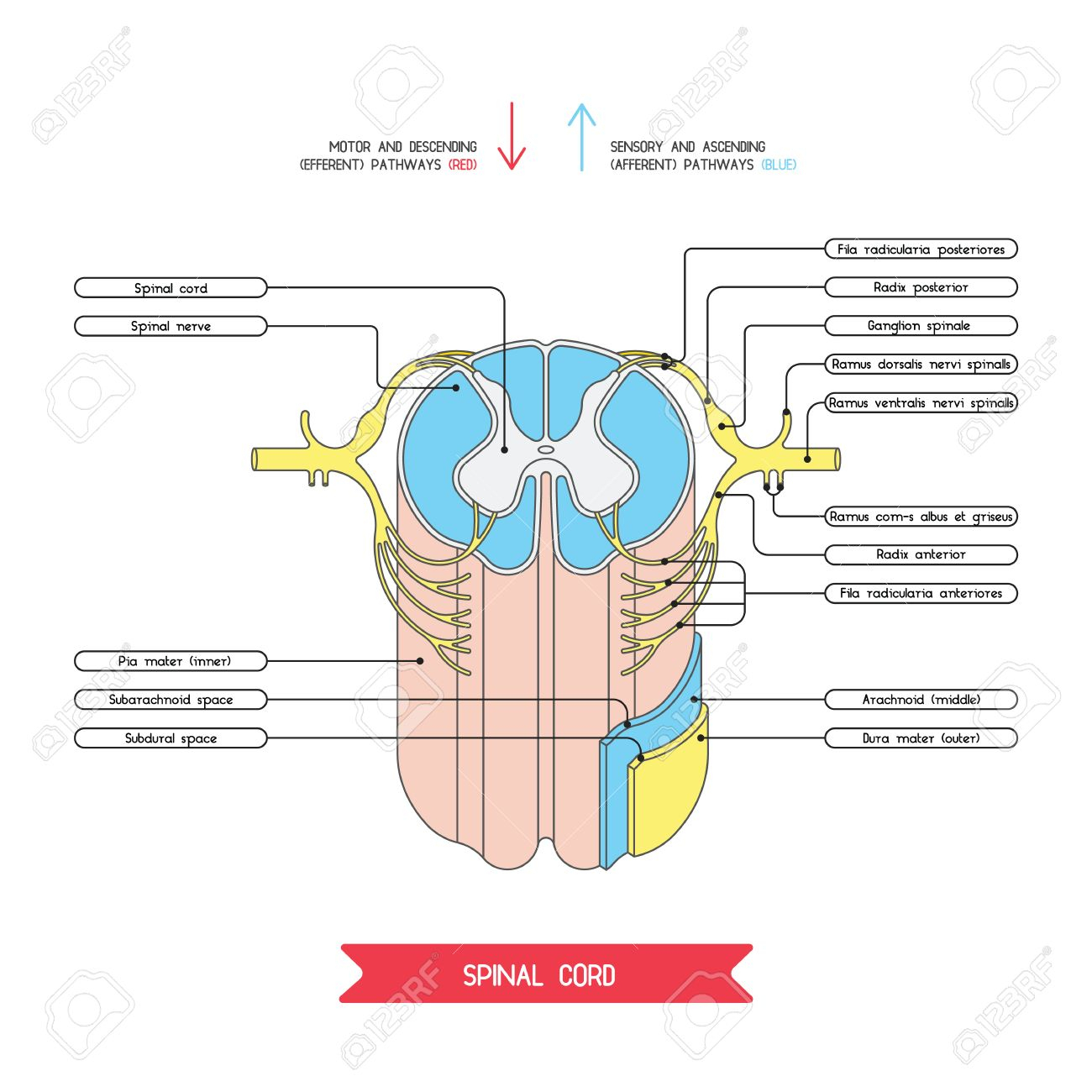 Spinal Cord Cross Section Diagram - Wiring Diagram