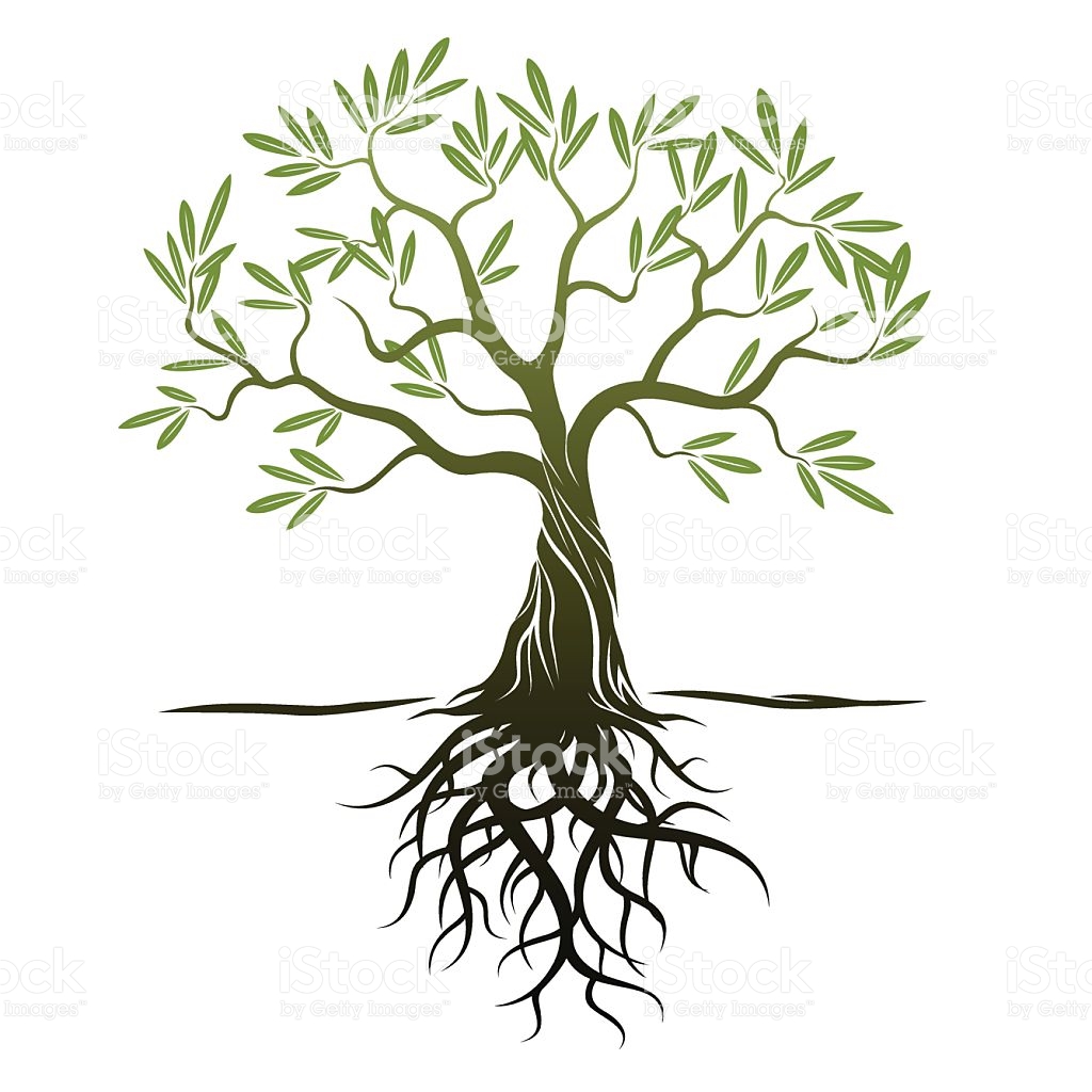 Olive Tree Vector at GetDrawings | Free download