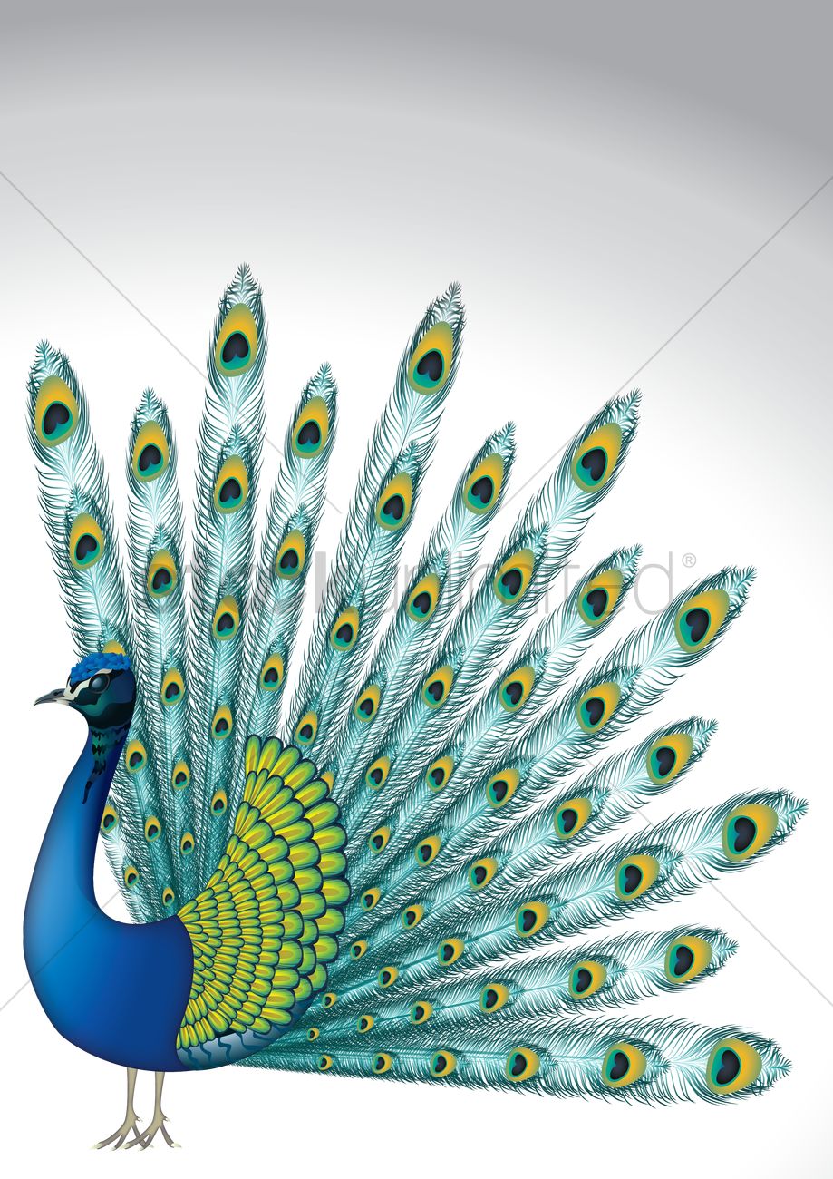 peacock illustration vector download