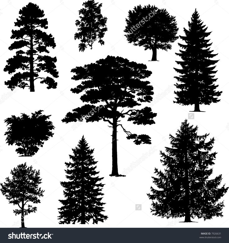 Pine Tree Vector at GetDrawings | Free download