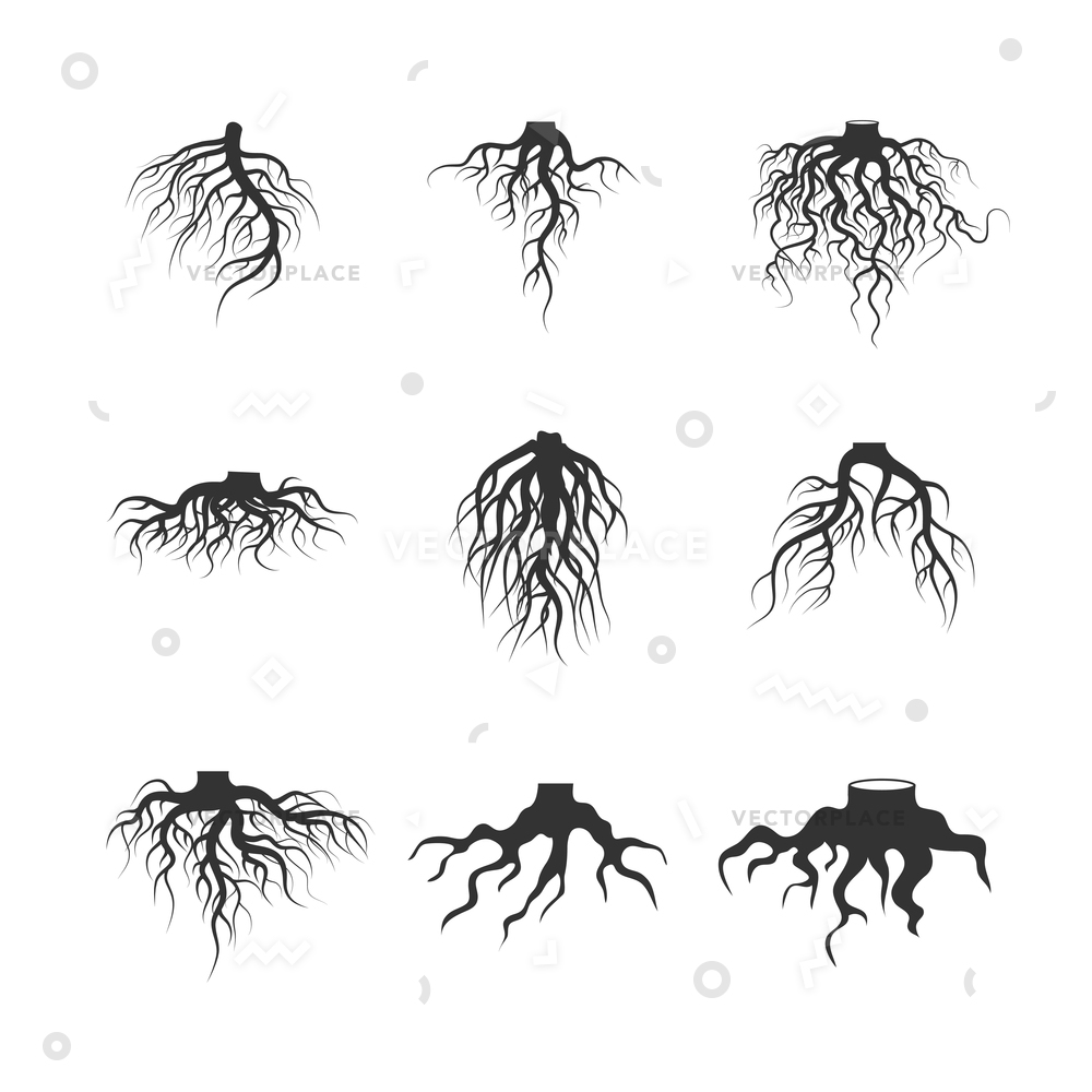 Plant Roots Vector At Getdrawings Free Download 8255