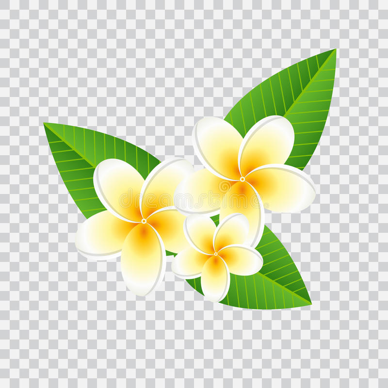 Plumeria Vector at GetDrawings | Free download