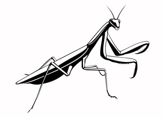 Praying Mantis Vector at GetDrawings | Free download