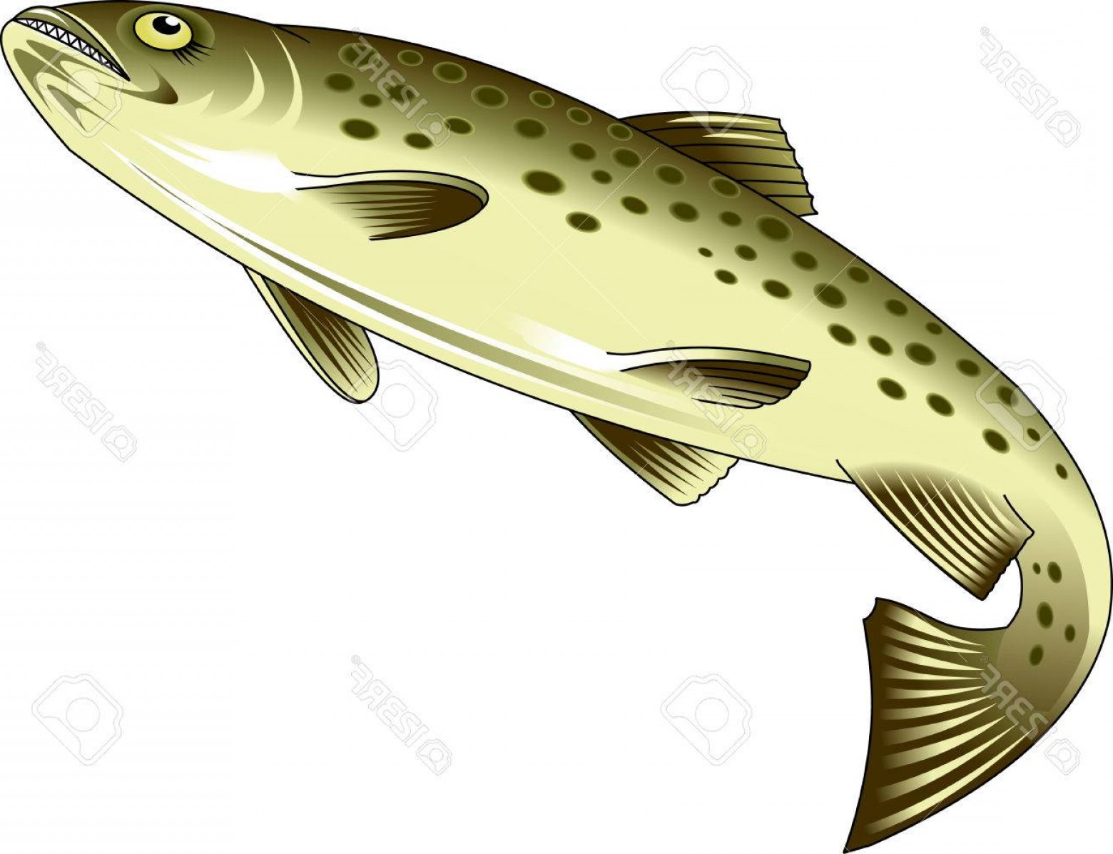 Rainbow Trout Vector at GetDrawings | Free download