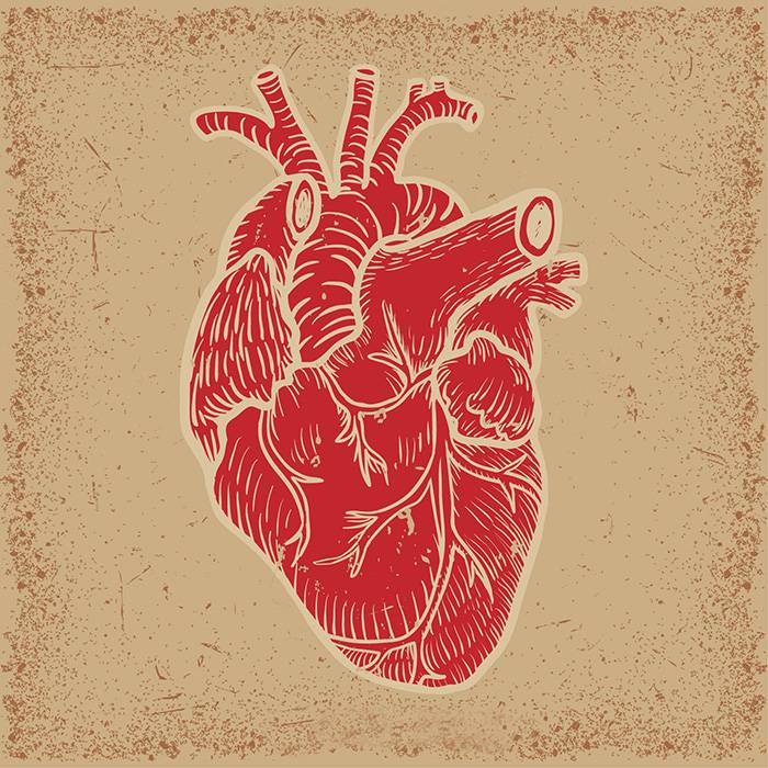 Real Heart Vector at GetDrawings | Free download