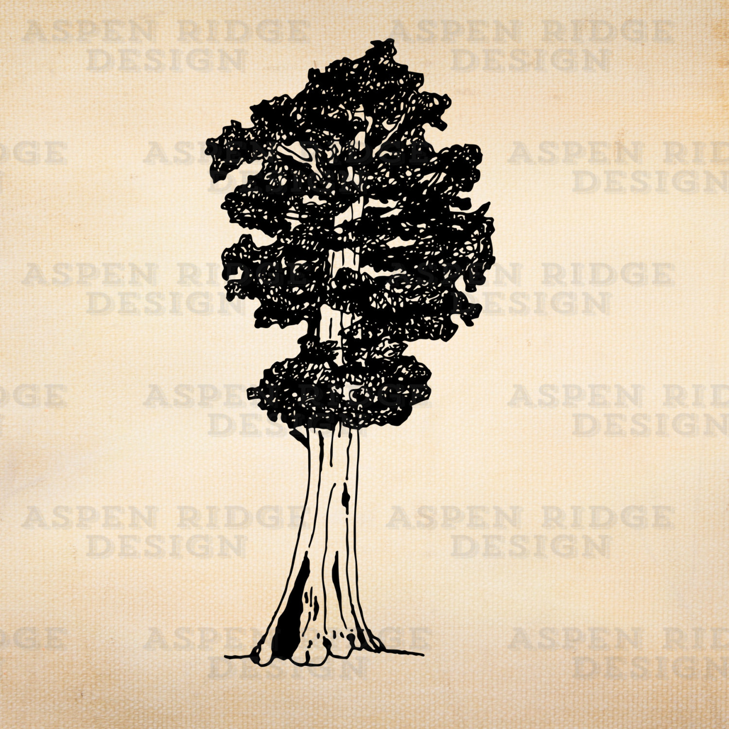 Redwood Tree Vector at GetDrawings | Free download