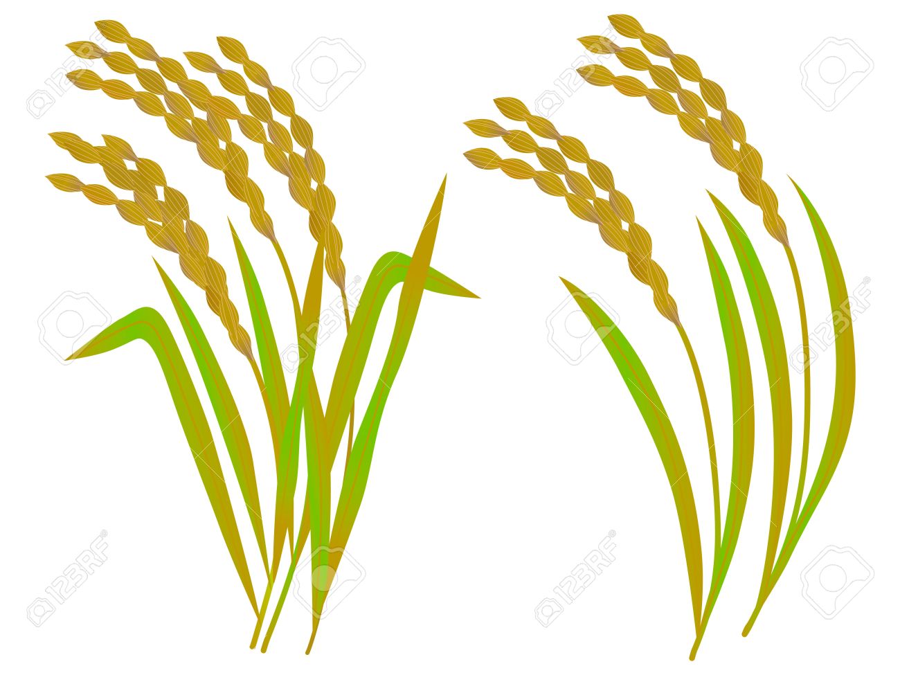 Rice Grain Vector at GetDrawings | Free download