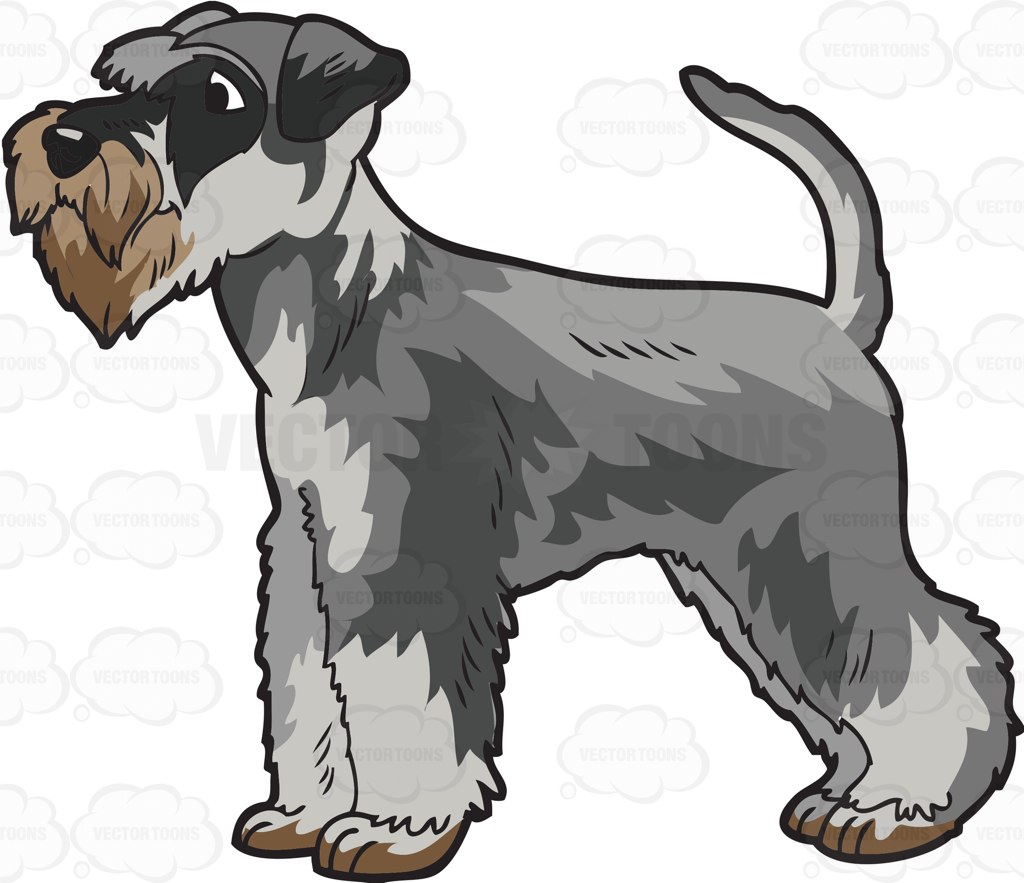 The best free Schnauzer vector images. Download from 36 free vectors of