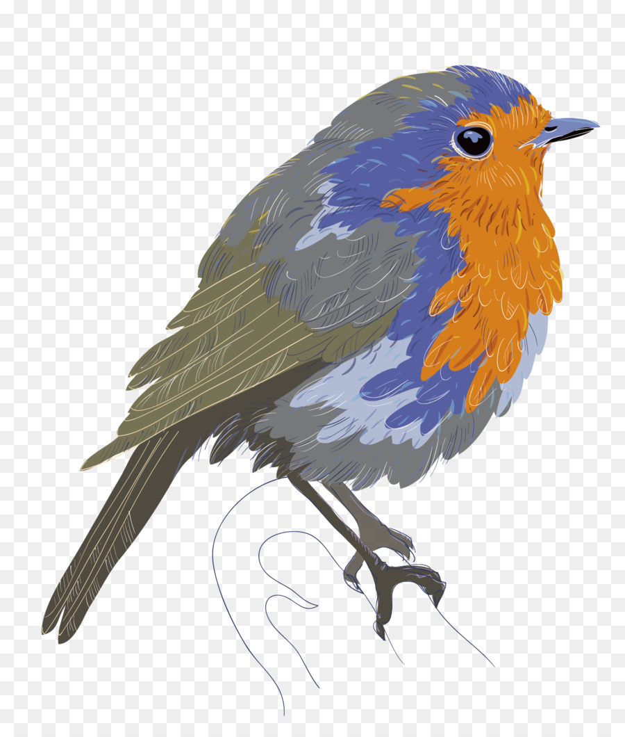 Sparrow Vector At Getdrawings 