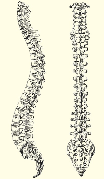 Spine Vector At Getdrawings 