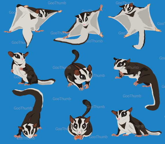 Sugar Glider Vector at GetDrawings | Free download