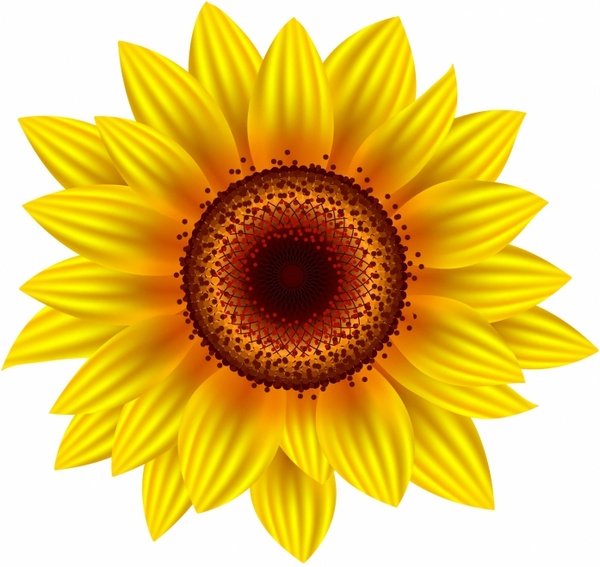 Download Sunflower Illustration Vector at GetDrawings | Free download