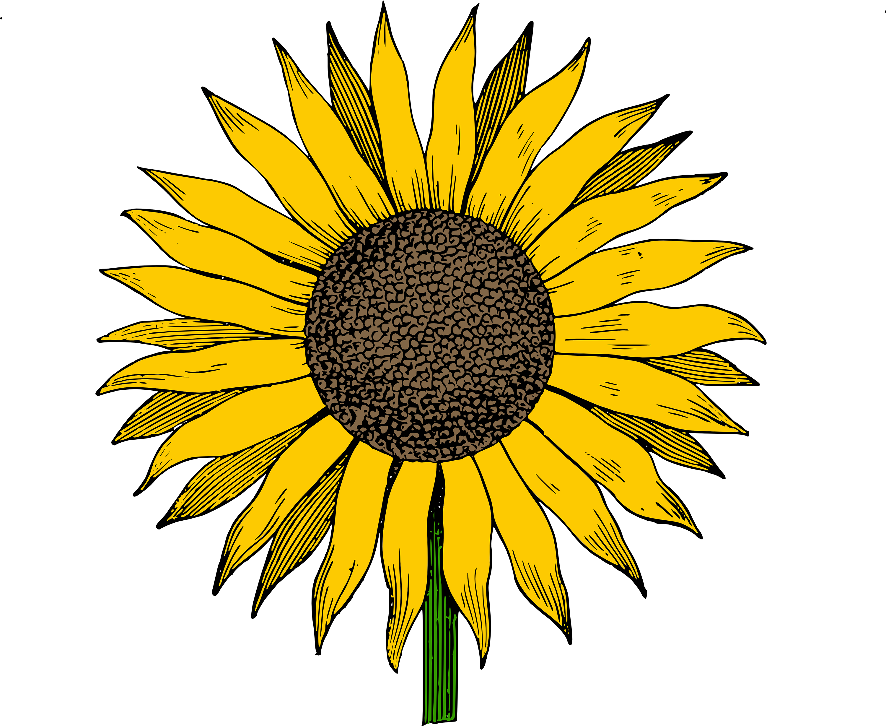 Sunflower Vector Free at GetDrawings | Free download