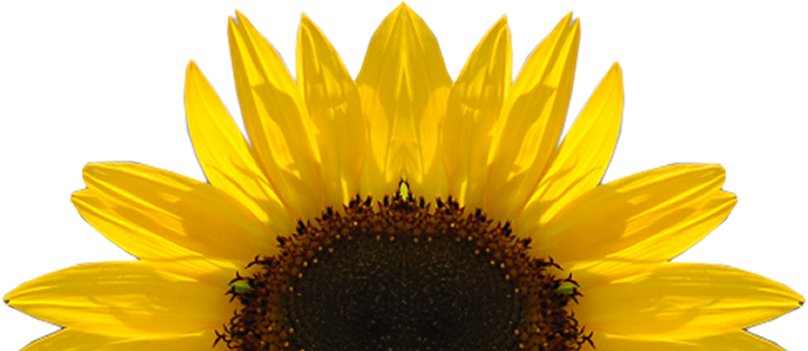 Sunflower Vector Free at GetDrawings Free download