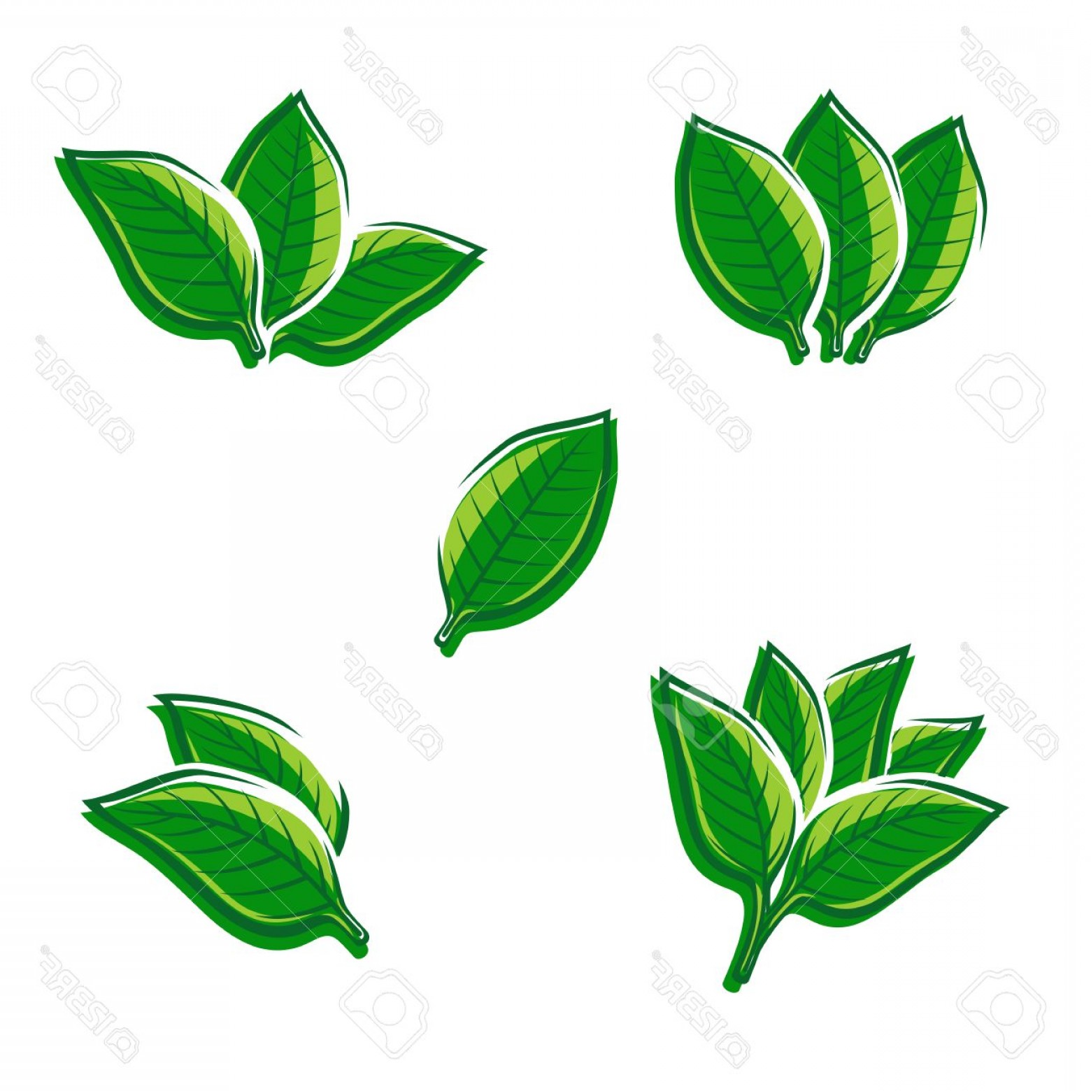 Tobacco Leaf Vector at GetDrawings | Free download