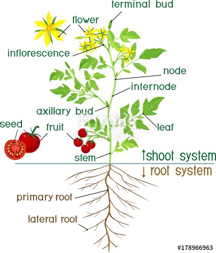 Tomato Plant Vector At Getdrawings 