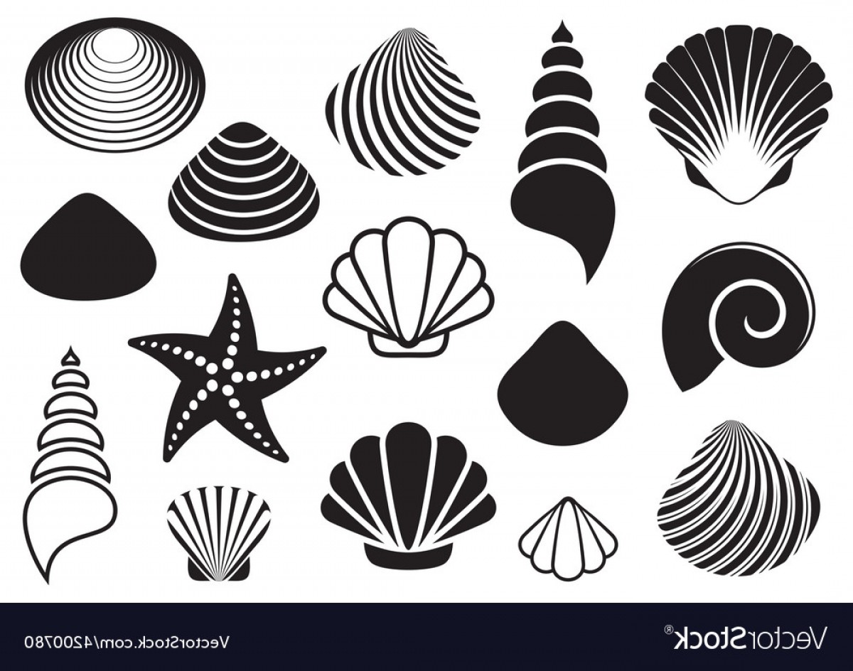 Vector Sea Shell at GetDrawings | Free download