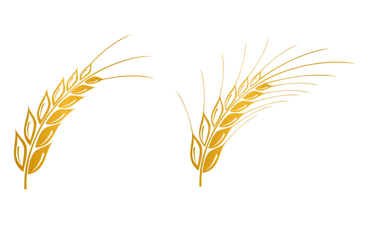 Wheat Vector at GetDrawings | Free download
