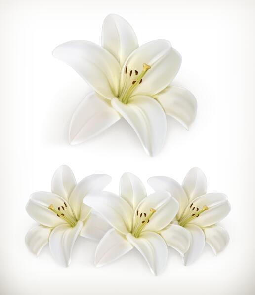 White Flower Vector at GetDrawings | Free download