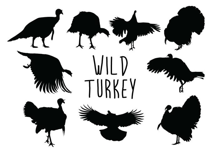 Wild Turkey Vector at GetDrawings | Free download