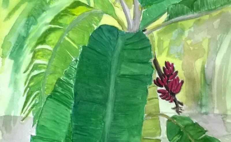 Banana Tree Watercolor At Getdrawings Free Download