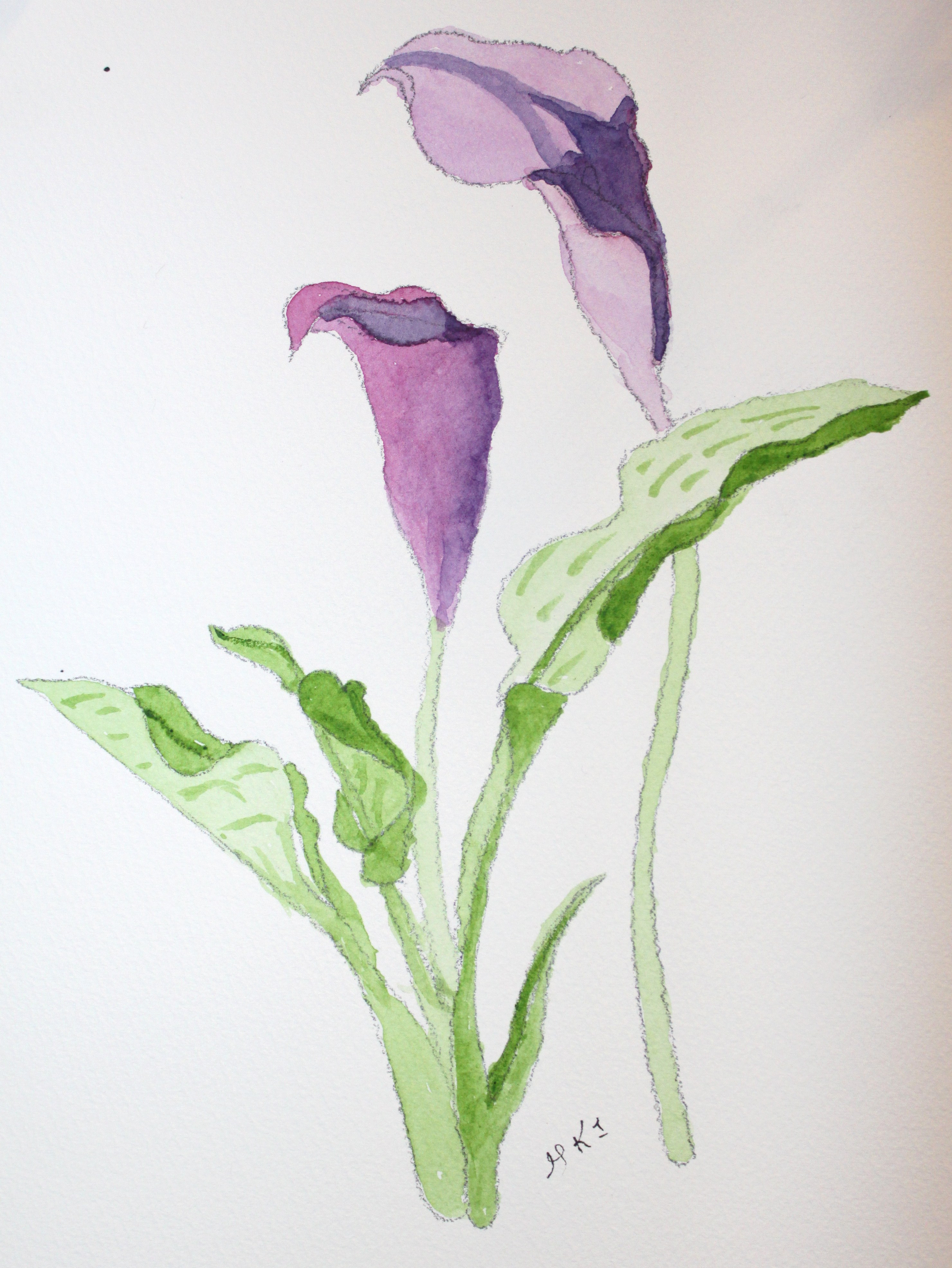 calla-lily-watercolor-at-getdrawings-free-download