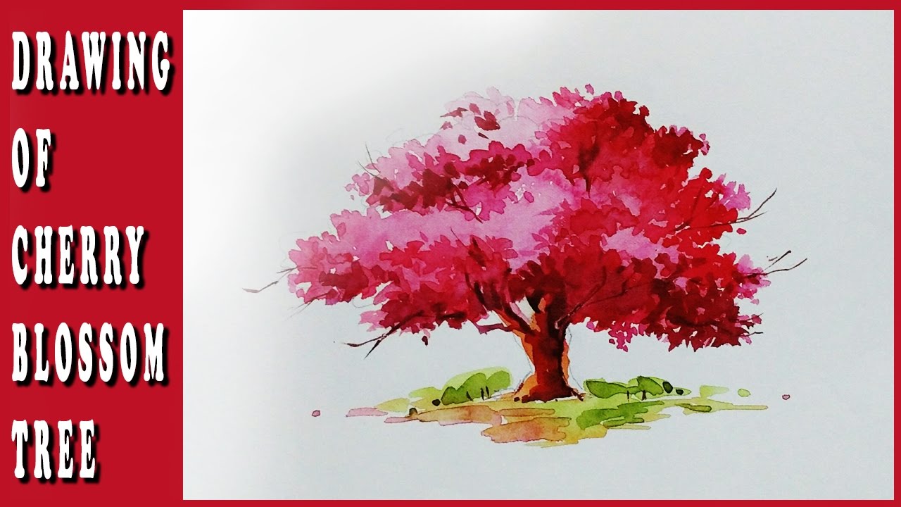 Cherry Blossom Tree Watercolor At Getdrawings Free Download Its blossoms, that appear and fade so fast we can also notice how sakura's thoughts change with time and show us the true sakura. getdrawings com