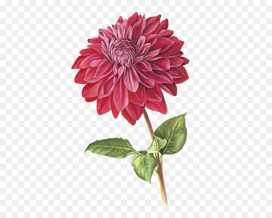 The best free Dahlia watercolor images. Download from 40 free