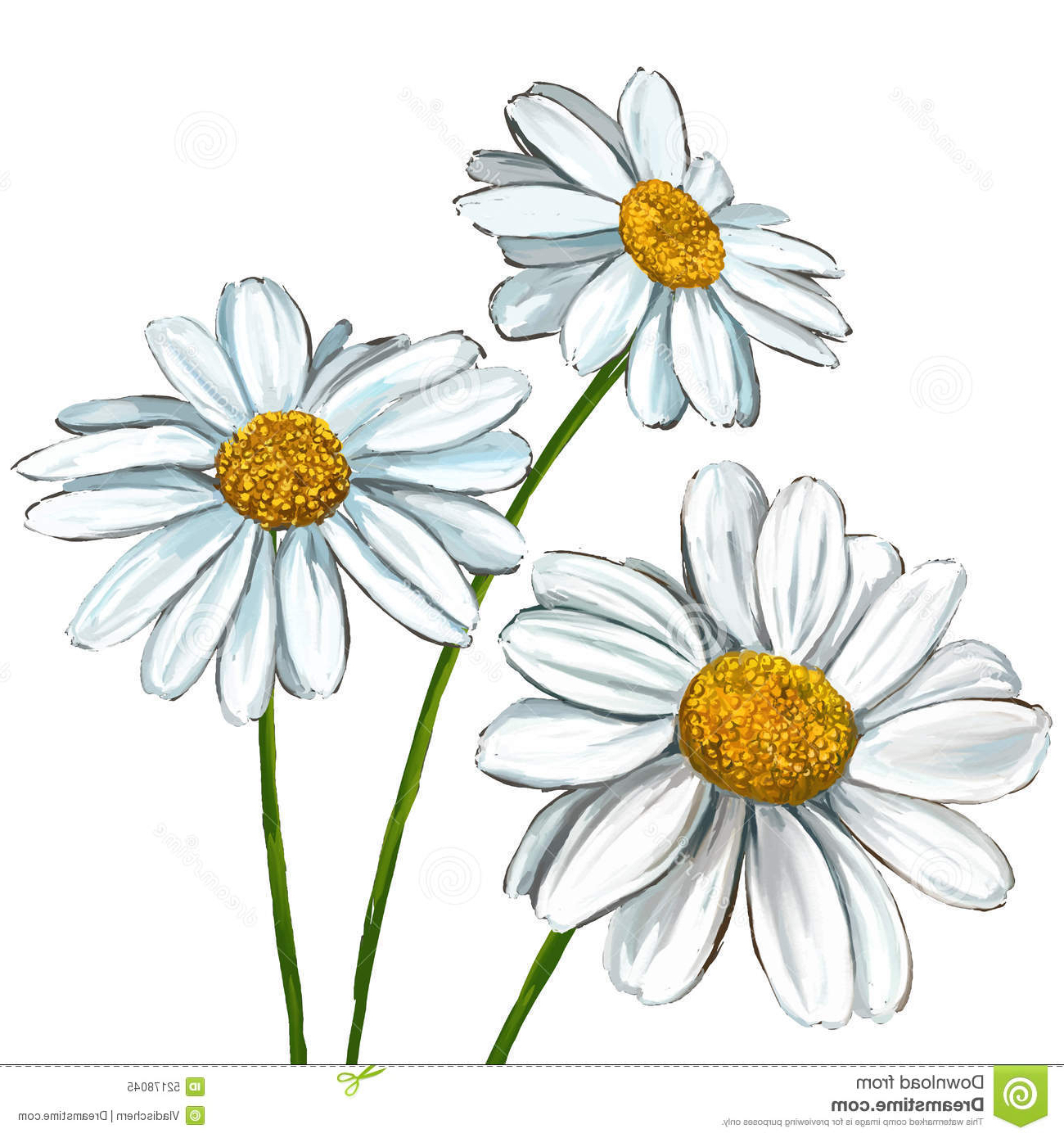 Daisy Flower Watercolor at GetDrawings Free download