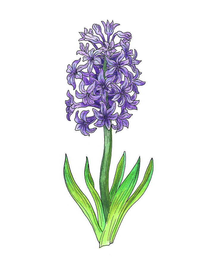 The best free Hyacinth watercolor images. Download from 36 free