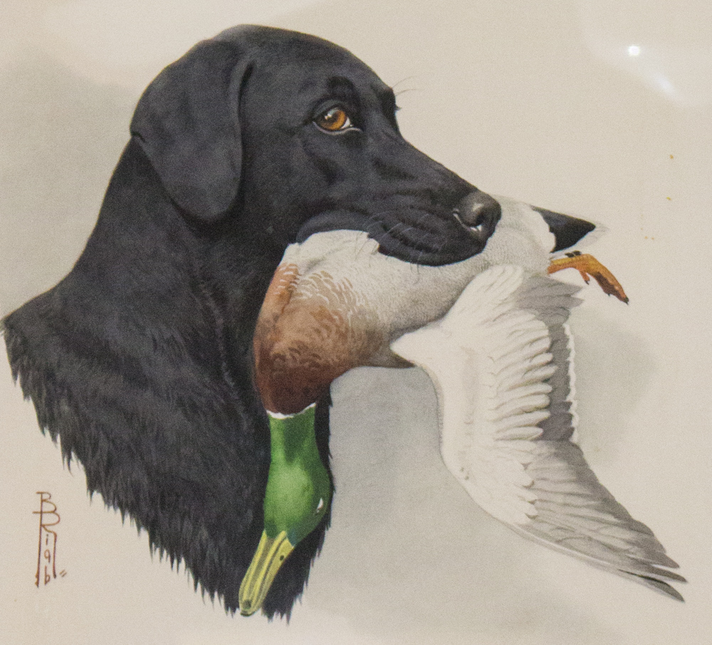 Mallard Duck Abstract Watercolor Painting 11/" x 14/" Art Print Artist DJ Rogers