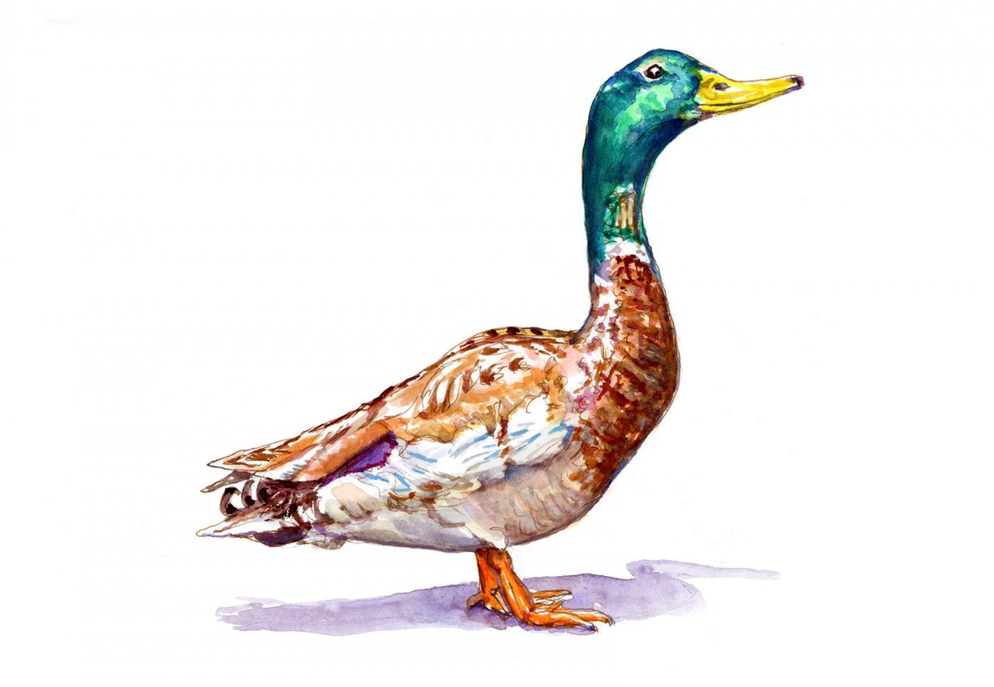 Mallard Duck Watercolor at GetDrawings Free download